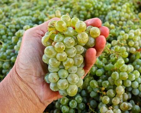 Close-up of a hand holding a bunch of ripe green and red grapes in a vineyard.