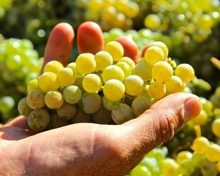 Close-up of a hand holding a bunch of ripe yellow-green wine grapes in a vineyard.