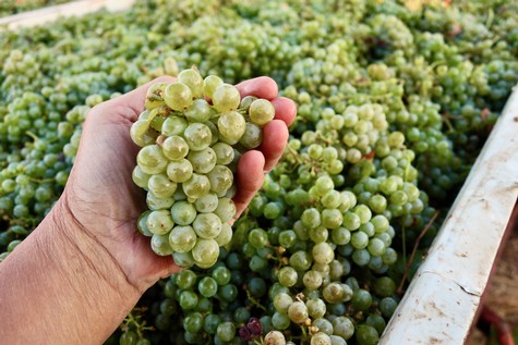 Close-up of a hand holding a bunch of green grapes in a vineyard, showcasing the grape harvest process.