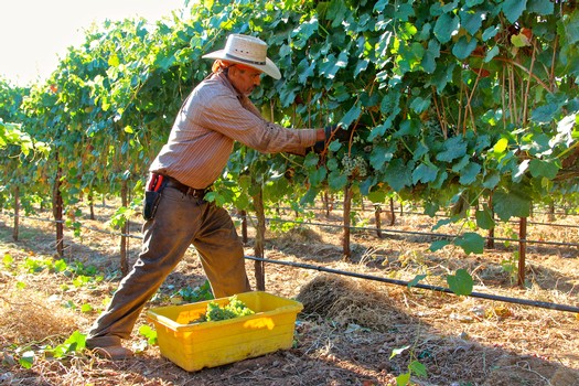 Vineyard worker harvesting grapes in Lodi wine region, California, during daytime.