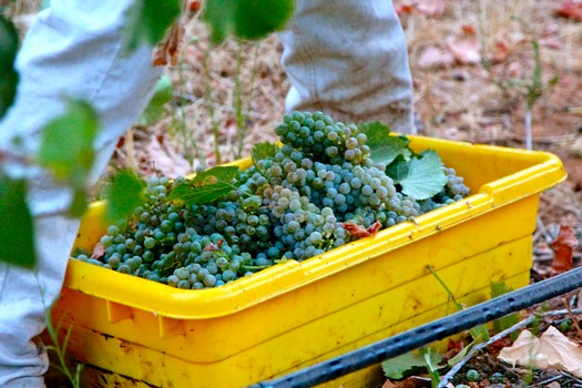 Grapes being harvested in Lodi, California, with a yellow container and vineyard background.