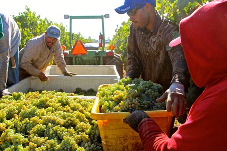 Workers harvesting and sorting grapes in a vineyard during the Lodi Winegrape season.