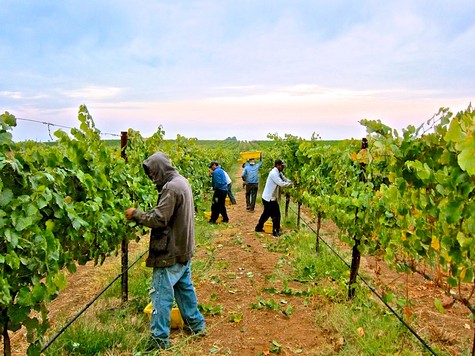 Workers harvesting winegrapes in a Lodi vineyard during daytime.