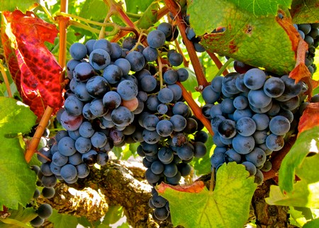 Close-up of ripe dark purple winegrapes hanging on the vine in Lodi, California.