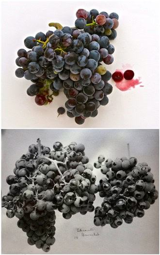 Fresh Lodi winegrapes in vibrant colors, ready for harvest, showcasing quality and ripeness for winemaking.