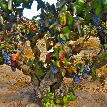 Close-up of a grapevine with ripe blue grapes in a Lodi vineyard.