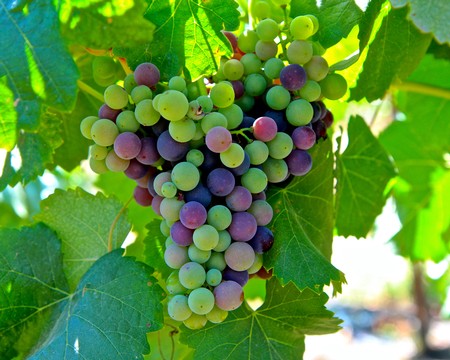 Close-up of a ripe grape cluster on a vine in Lodi wine region, showcasing various shades of green, purple, and black grapes.