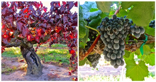 Close-up of ripe wine grapes on vine and vineyard with grape bunches ready for harvest in Lodi, California.