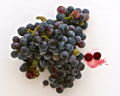 Fresh dark purple winegrapes from Lodi Winegrape Commission for winemaking and vineyard quality.