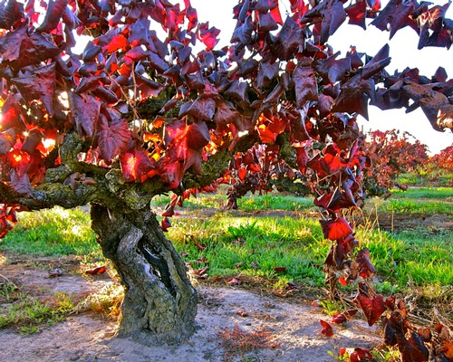 Vineyard with red winegrape leaves in Lodi, California during fall season.