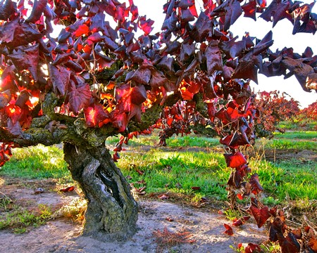 Vineyard with red winegrape leaves in Lodi, California, during harvest season.