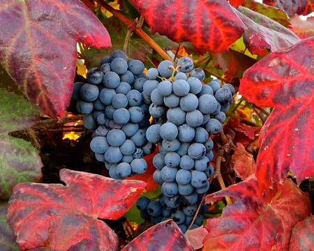 Close-up of ripe blue winegrapes on the vine surrounded by red autumn leaves.