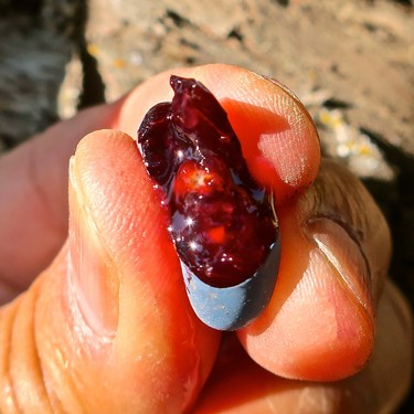 Close-up of a hand holding a ripe, dark red wine grape with a blue bloom, showcasing freshness and quality for wine making.