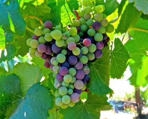Close-up of a ripe grape cluster on the vine in Lodi, California, showcasing vibrant colors and healthy foliage.