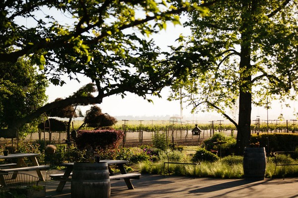 Scenic view of a vineyard with trees, benches, and a person walking in Lodi, California.