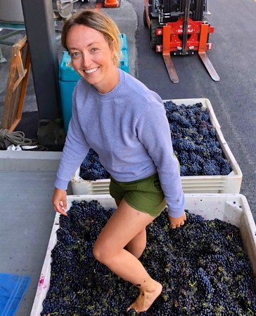 Woman harvesting grapes in Lodi, California, during wine production season.