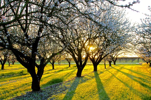 Lodi winegrape vineyard with blooming trees and sunlight filtering through branches.