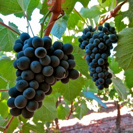 Close-up of ripe dark purple winegrapes hanging on vine in Lodi vineyard.