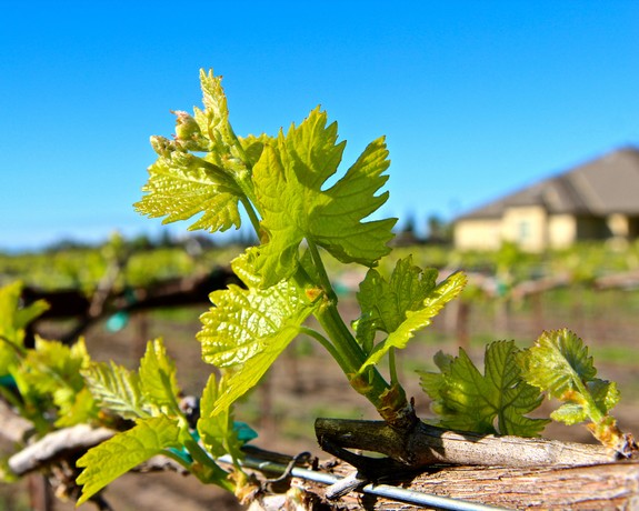 Close-up of a young winegrape vine with green leaves in a vineyard under a clear blue sky.