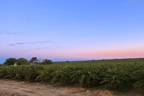 Lodi winegrape vineyard during sunset with clear sky and lush grapevines.