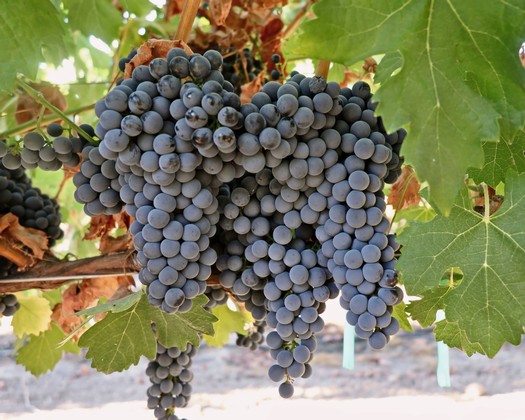 Close-up of ripe dark purple winegrapes on the vine in Lodi, California.