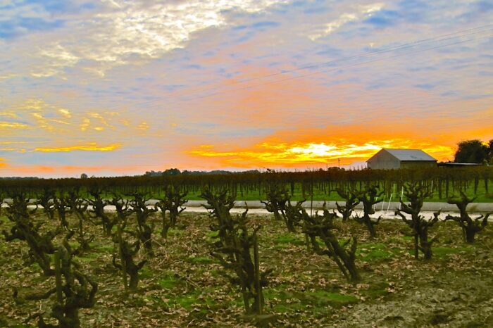 Vineyard rows at sunset in Lodi, California, showcasing lush grapevines and scenic landscape.