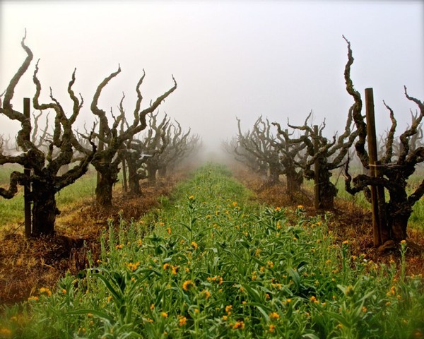 Grapevine vineyard in Lodi with twisted, leafless vines shrouded in fog, early spring or late winter scene.