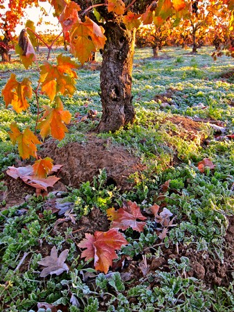 Vineyard with grapevines and colorful autumn leaves in Lodi, California.