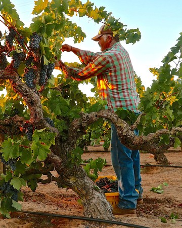 Farmer harvesting ripe grapes in Lodi vineyard during sunset for wine production.