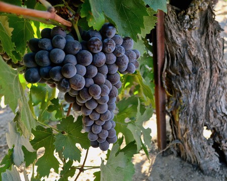 Close-up of ripe dark purple wine grapes hanging on the vine in Lodi, California.