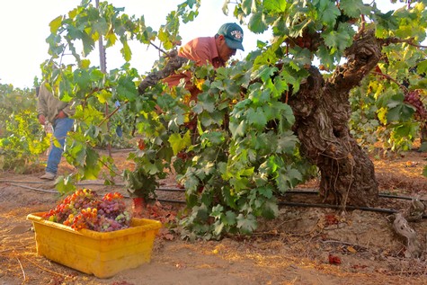 Workers harvest ripe grapes from a vineyard in Lodi, California, during the wine grape harvest season.