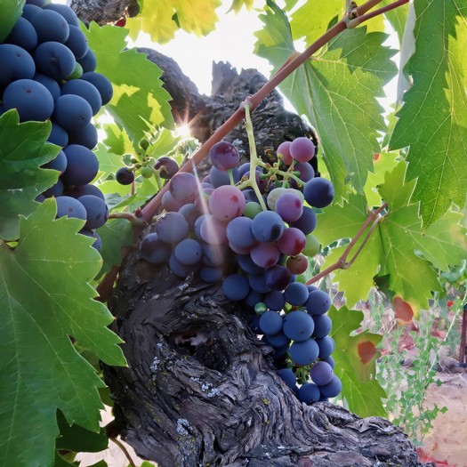 Close-up of ripe purple and pink wine grapes hanging on a vine in a vineyard.