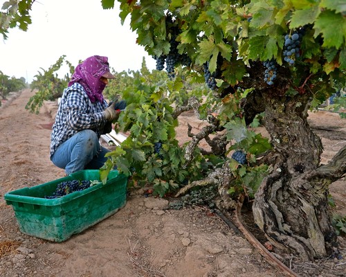 Worker harvesting grapes in a Lodi vineyard with a green basket and grapevines overhead.