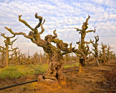 Gnarled, leafless grapevines in a Lodi vineyard under a partly cloudy sky.