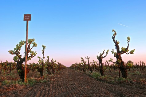 Vineyard rows with pruned grapevines in Lodi, California, during sunset, showcasing wine grape cultivation.