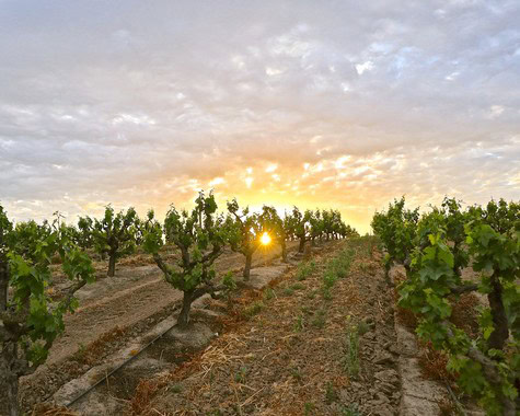 Vineyard in Lodi at sunset with rows of grapevines and a dramatic sky.