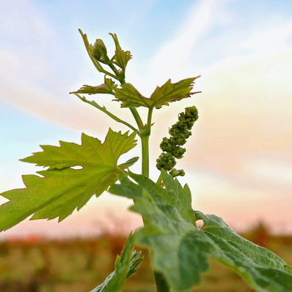Close-up of a young Lodi winegrape vine with green leaves and developing grape clusters at sunset.
