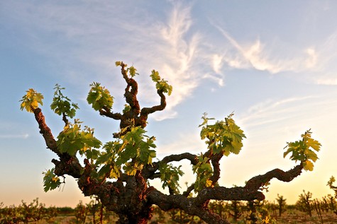 Gnarled Lodi winegrape vine with lush green leaves under a sunset sky.