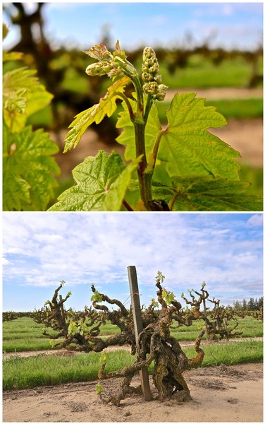 Close-up of young grapevine and gnarled old vine in Lodi wine region, California.