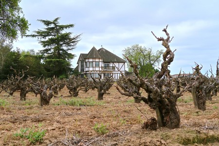 Vineyard with gnarled grapevines and a house in the background, under a cloudy sky, in Lodi, California.