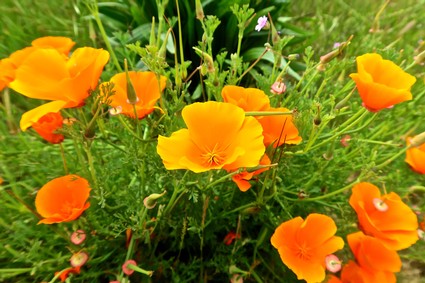 Bright orange poppies blooming in a lush green field for Lodi Winegrape Commission.