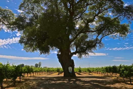 Large mature tree in the center of a vineyard with rows of grapevines under a blue sky.