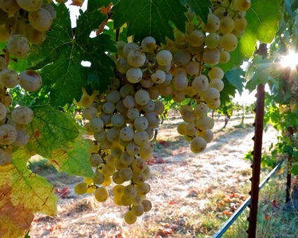 Close-up of ripe white wine grapes hanging on the vine in Lodi, California.