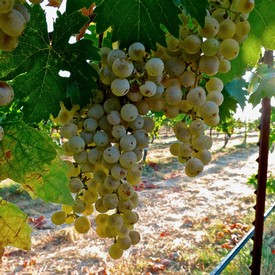 Close-up of ripe white wine grapes hanging on the vine in a Lodi vineyard.