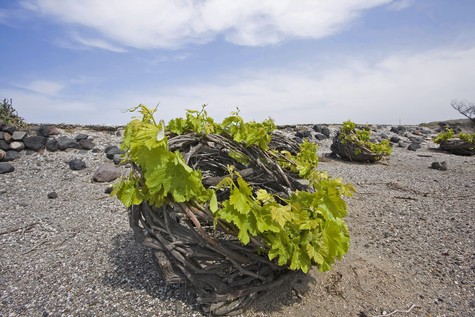 Young winegrape vine growing in a dry vineyard with a clear sky in Lodi, California.