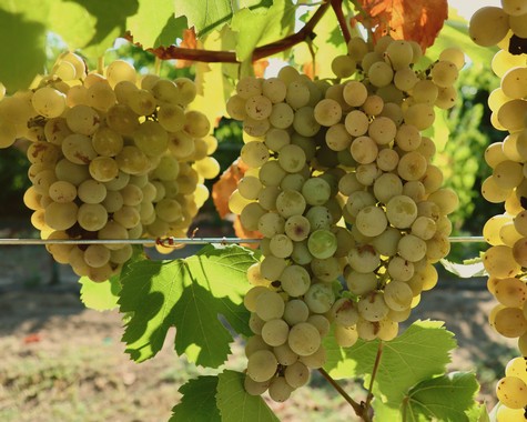 Close-up of ripe white winegrapes hanging in a vineyard, with green leaves and sunlight in the background.