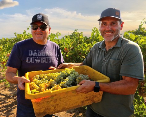 Two men holding a yellow container filled with freshly harvested grapes in a vineyard.