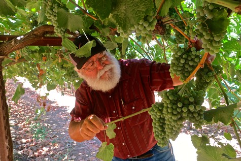 Senior man harvesting ripe green grapes in a vineyard during daytime.
