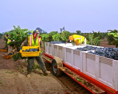 Workers harvesting and loading=