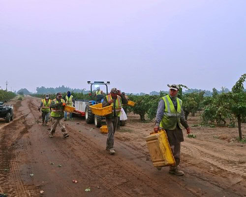 Workers harvesting winegrapes in Lodi vineyard during daytime with equipment and safety vests.